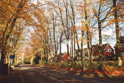 Trees in city during autumn