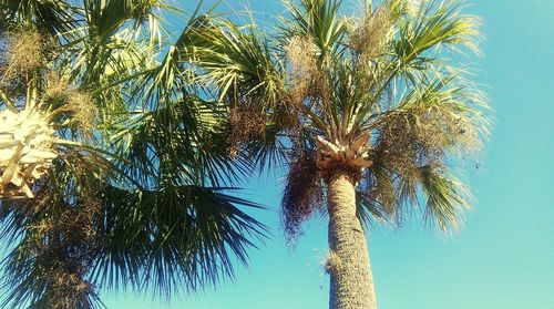 Low angle view of palm tree against blue sky