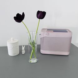 Close-up of potted plant against white background