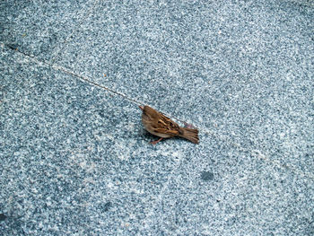 High angle view of butterfly on leaf