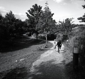 Trees on landscape