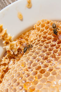 Close-up of honeycomb on plate