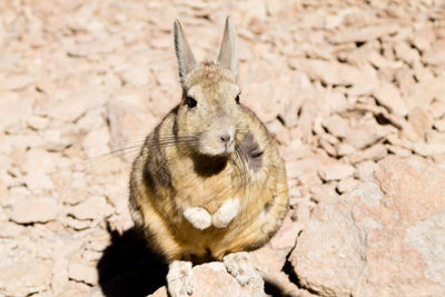 animal