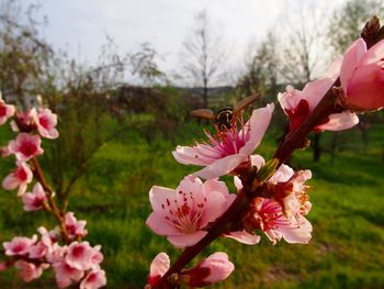 Close-up of pink flowers