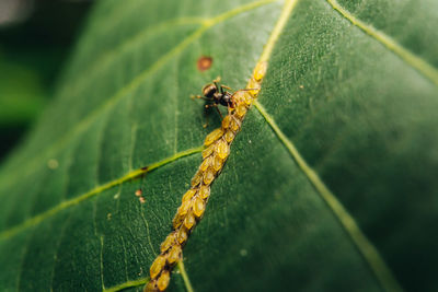 Close-up of ant on leaf