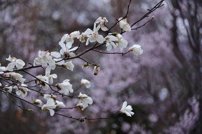 Close-up of cherry blossoms in spring