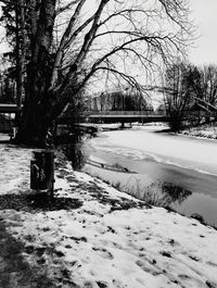 Snow covered trees in winter