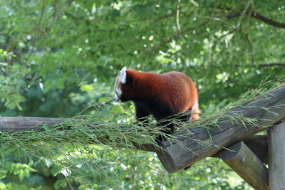 View of a horse in the forest