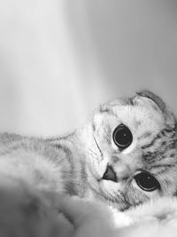 Close-up portrait of kitten