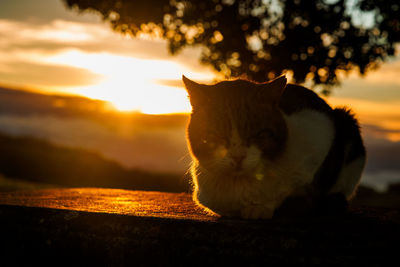 Close-up of cat