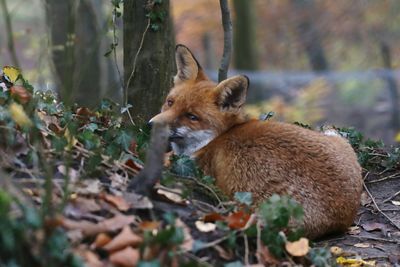 Fox in a forest