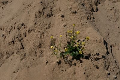High angle view of flowering plant on sand