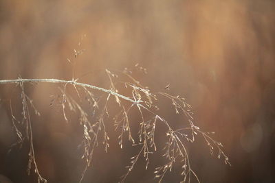 Close-up of spider web on plant