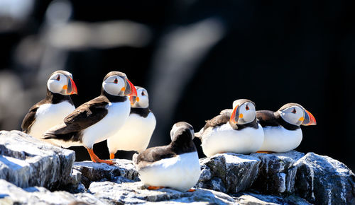 Close-up of birds on snow