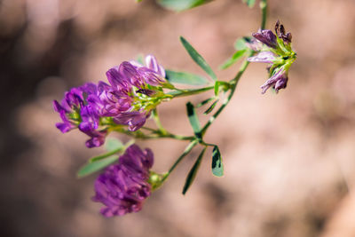 Close-up of purple flowering plant