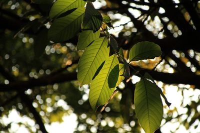 Low angle view of leaves on tree in forest