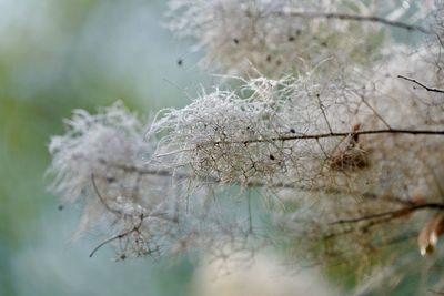Close-up of frozen plant