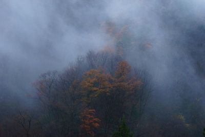 Trees in foggy weather