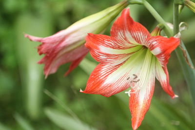Close-up of red lily on plant