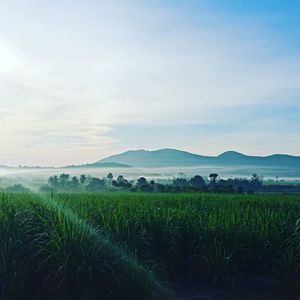 Scenic view of field against sky