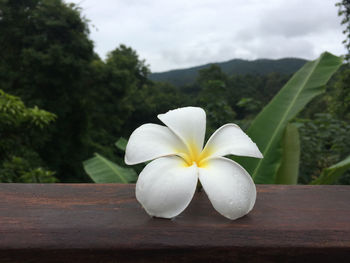 Close-up of white flowering plant