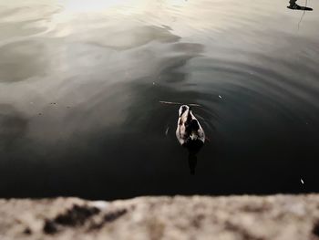 High angle view of birds swimming in lake