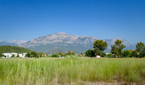 Scenic view of field against clear blue sky