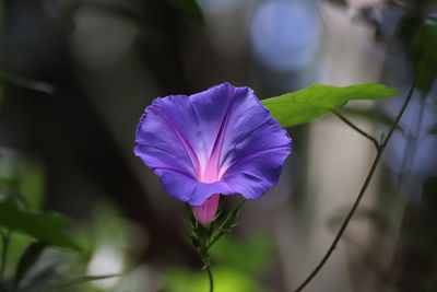 Close-up of purple flowering plant