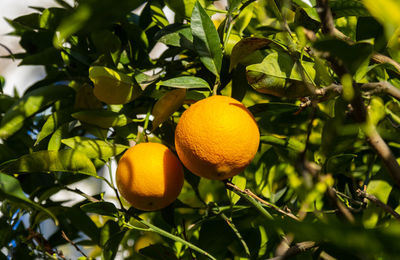 fruit