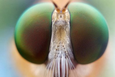 Close-up portrait of an insect