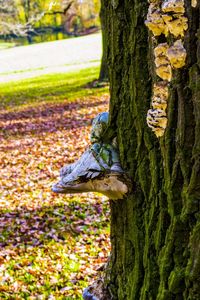 View of tree trunk