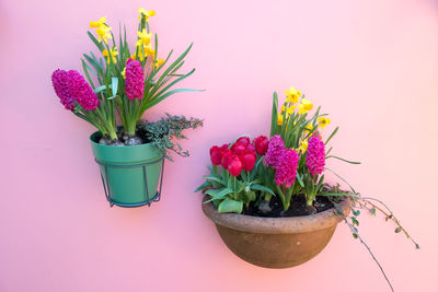 Close-up of pink flower pot against blue background