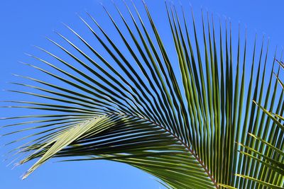 Low angle view of palm leaves against blue sky