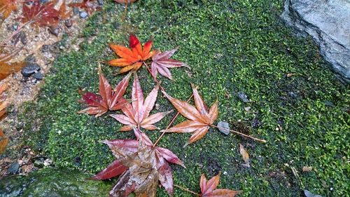 Plant growing in a park