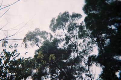 Low angle view of silhouette trees against sky