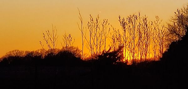 Silhouette plants on field against orange sky