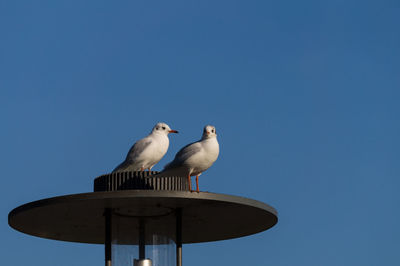 Low angle view of seagull perching on street light against clear blue sky