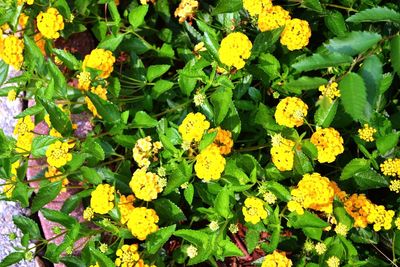 Close-up of yellow flowers