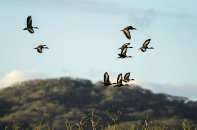 Birds flying in sky