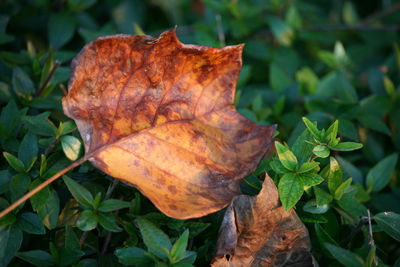 Close-up of dry leaf on plant