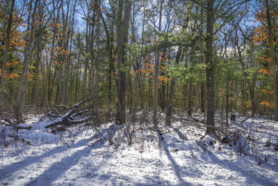Trees in forest during winter
