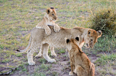 Lioness playing with cubs on grassy field