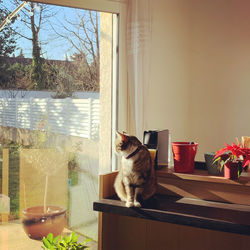 Cat sitting on table by window