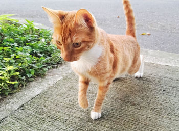 Cat looking away on street