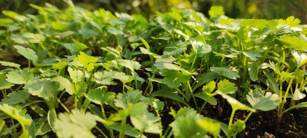 Close-up of plants growing on field