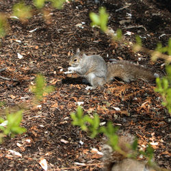 Feeding squirrels at the boston public garden