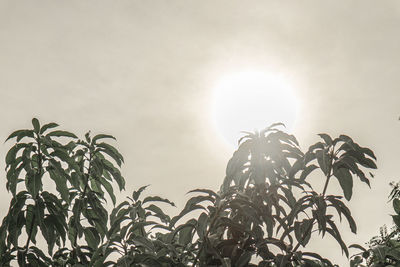 Low angle view of plants against sky on sunny day