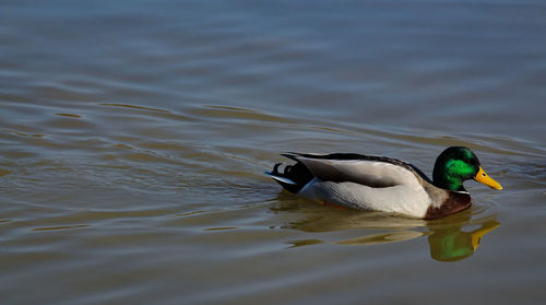 Duck swimming in lake