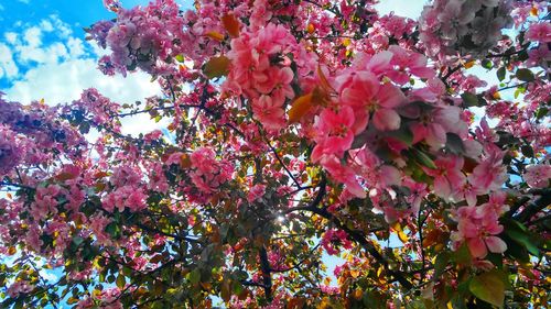 Low angle view of pink flowers blooming on tree