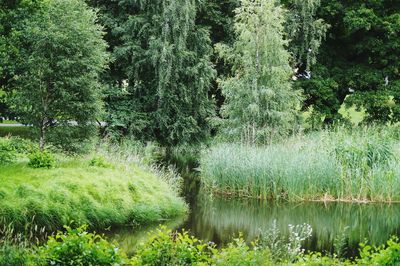 Scenic view of lake